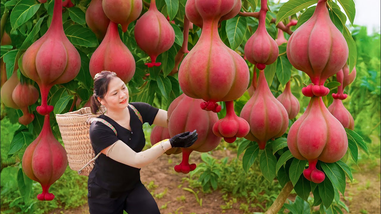 Harvesting Wild Red Sour Ears & Cooking Ancient Banana Stew | Villagers Fought Over Every Bowl!