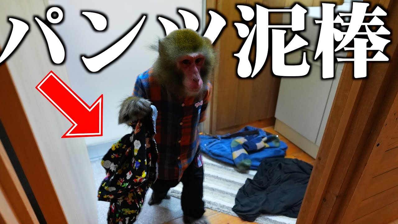 風呂中にパンツがなくなると思ったら、飼ってるお猿さんの仕業でした…