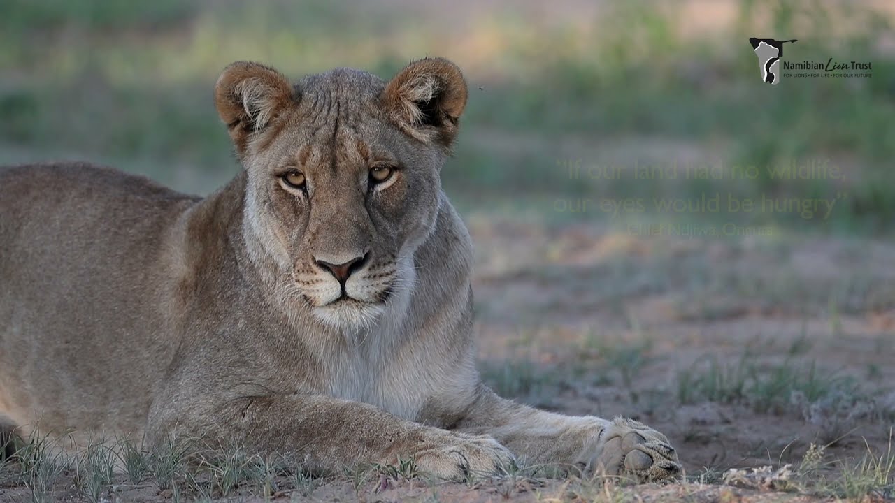 Survivors of  the dry northwest Namibian Lion Trust