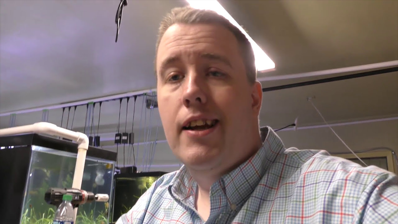 Undergravel Filter Good or Bad? - Fish Room Update Ep. 50