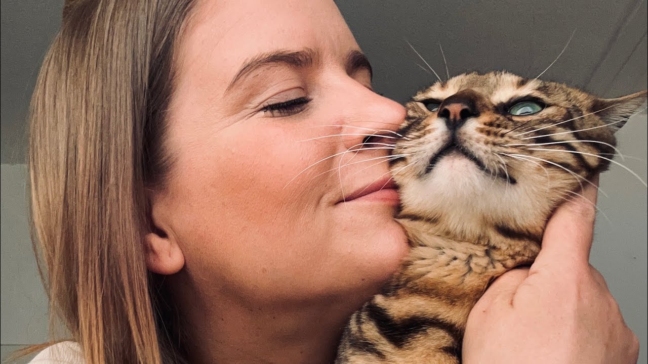 Bali unser Bengal Kater apportiert wie ein Hund 🐕