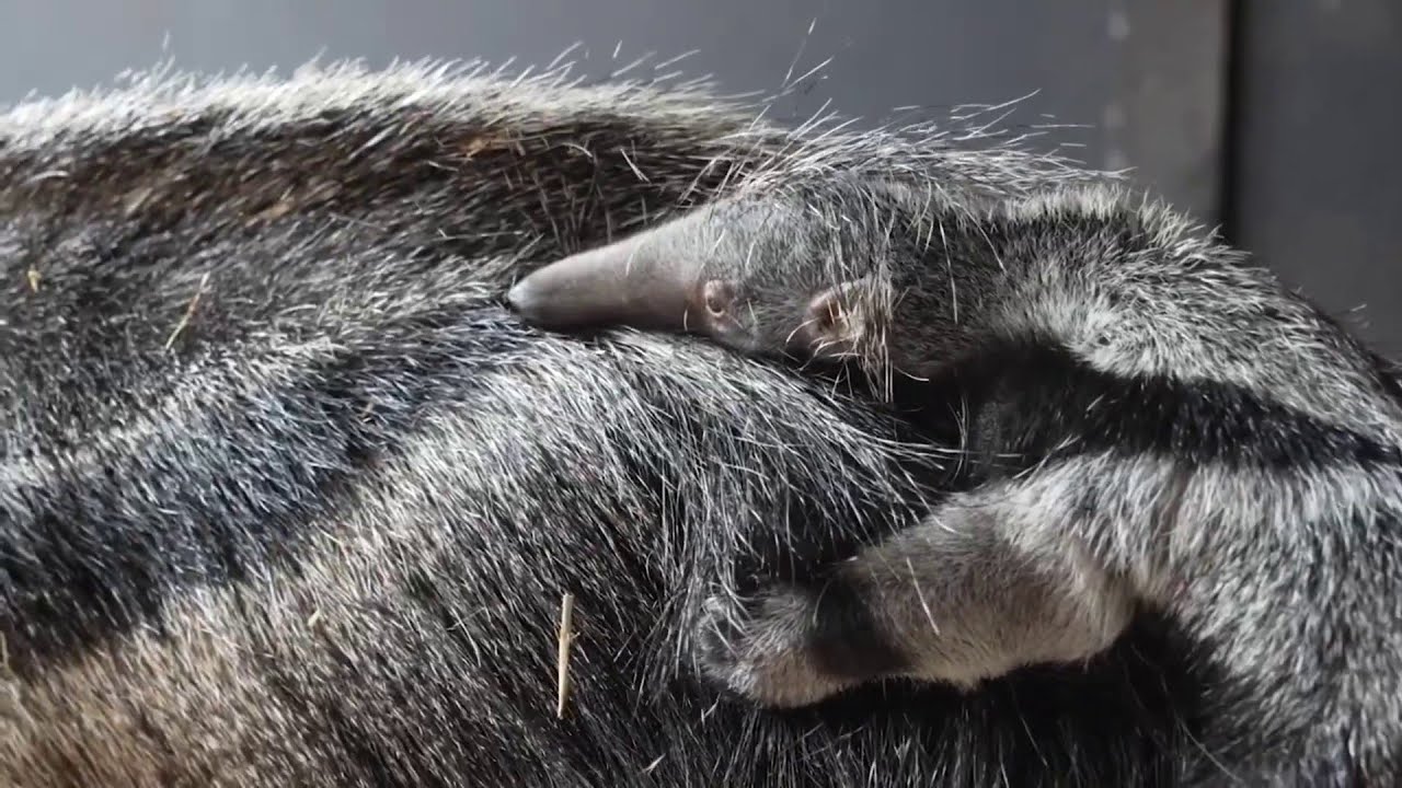 Giant anteater baby born at Chester Zoo