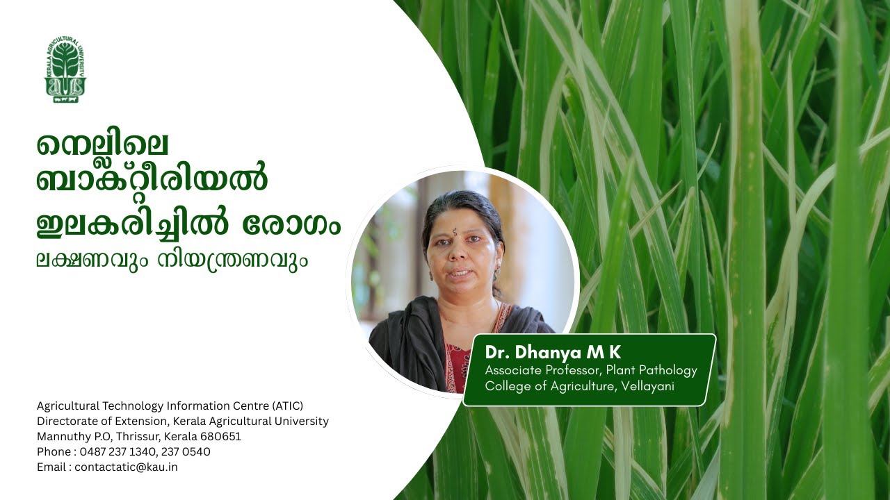 Bacterial Leaf Blight in Paddy | നെല്ലിലെ ബാക്റ്റീരിയൽ ഇലകരിച്ചിൽ രോഗം | Dr  Dhanya M K