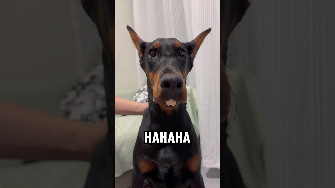 Dog goofy teeth #funny