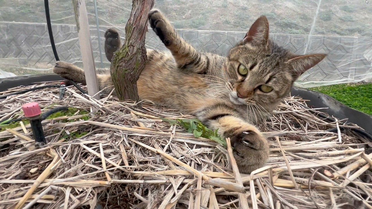 この猫に賭ける！