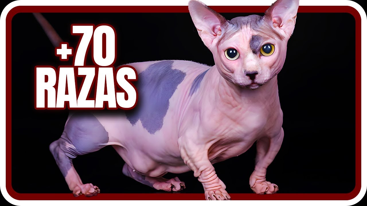 TODAS las razas de GATOS que existen en el MUNDO :O