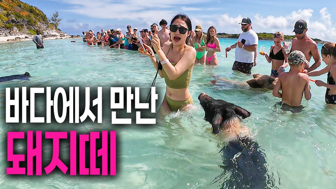 바하마의 리얼 돼지섬 여행기 『🇧🇸 EP.31』