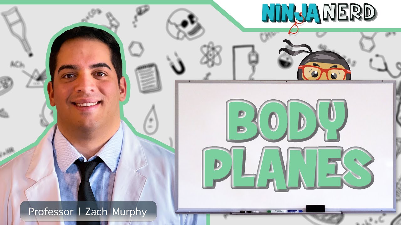 Body Planes & Sections