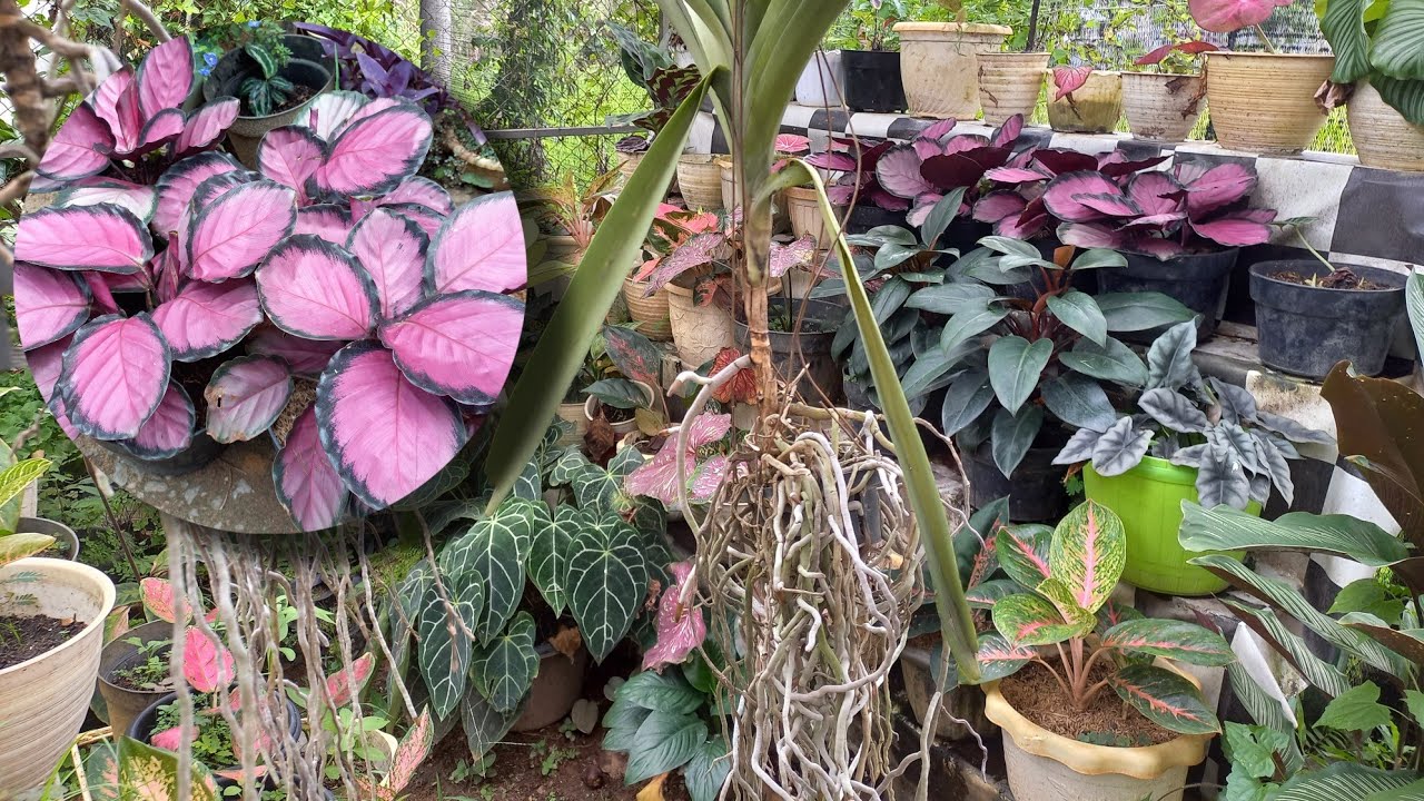 IDE BARU PERBANYAKAN CALATHEA CRIMSON | PESONA INDAH CALATHEA | TANAMAN MEMURNIKAN UDARA