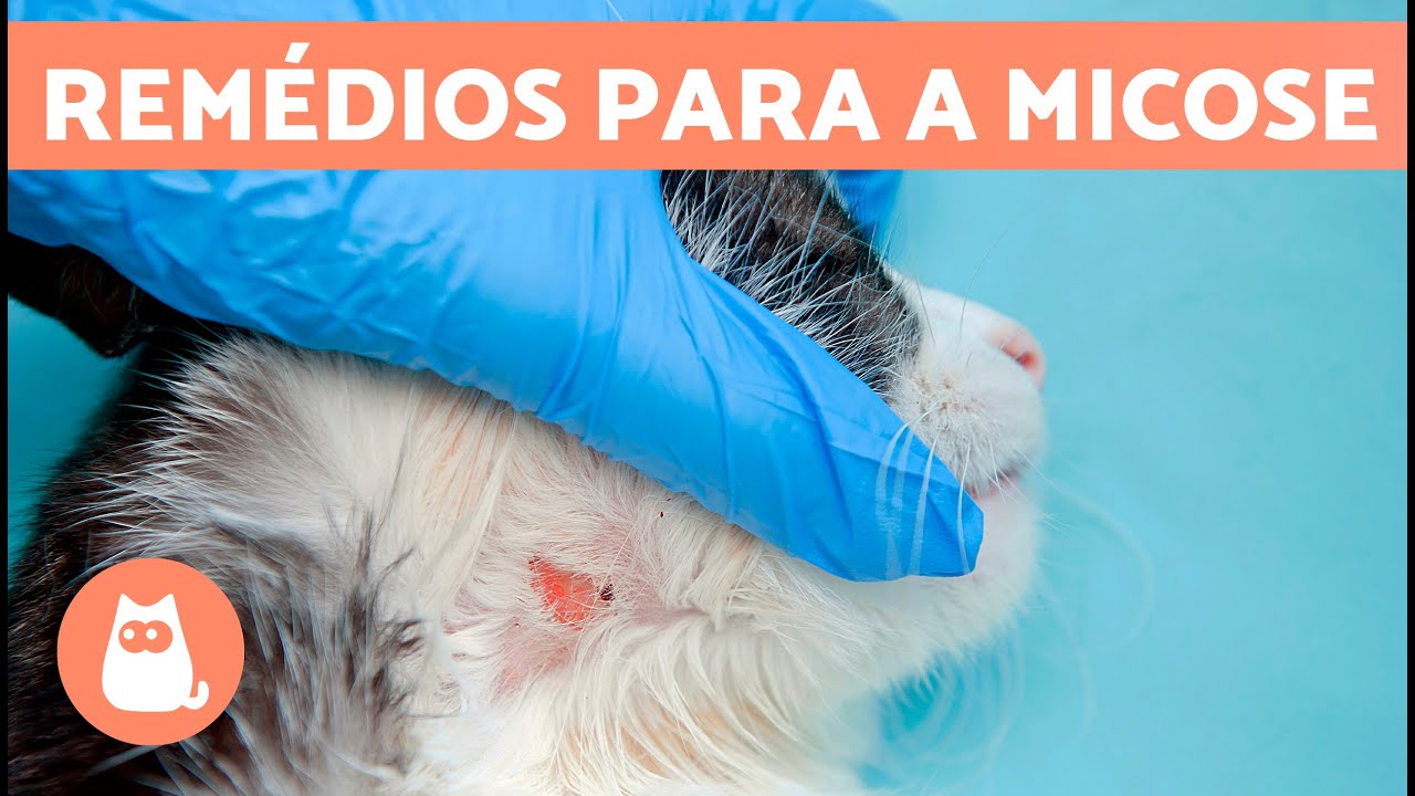 7 REM&Eacute;DIOS CASEIROS para MICOSE em gatos 🐱 🐱
