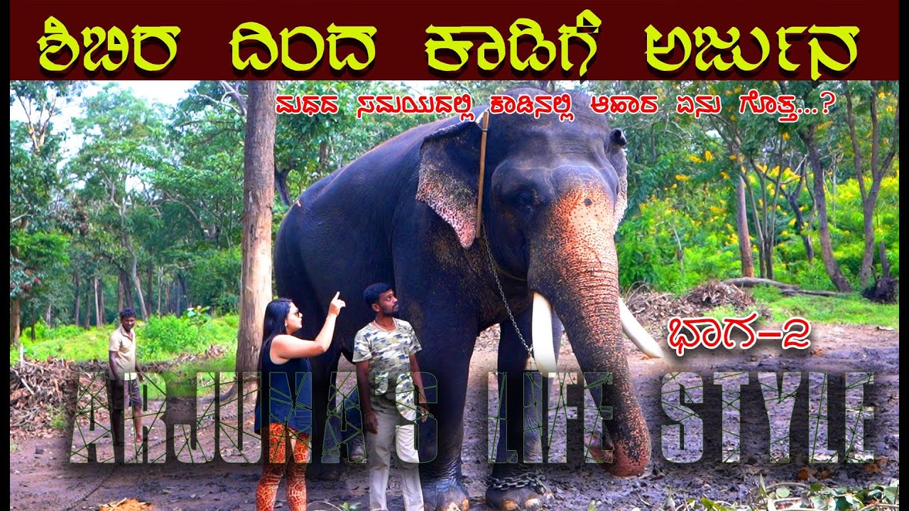 ಮಧ ಬಂದಿರುವ ಅರ್ಜುನನ ಊಟ ಹೇಗಿರುತ್ತೆ ಗೊತ್ತಾ... ಶಿಬಿರದಿಂದ ಕಾಡಿಗೆ ನಮ್ಮ ಅರ್ಜುನ.ಮಧದ ವಾಸನೆ 4km ವರಗೂ ಬರುತ್ತಂತೆ