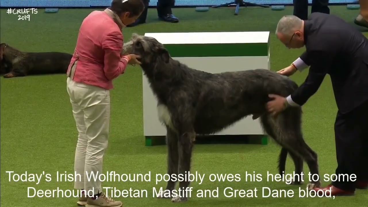 Vulnerable Native Breeds, A Brief Intro|IRISH WOLFHOUND|