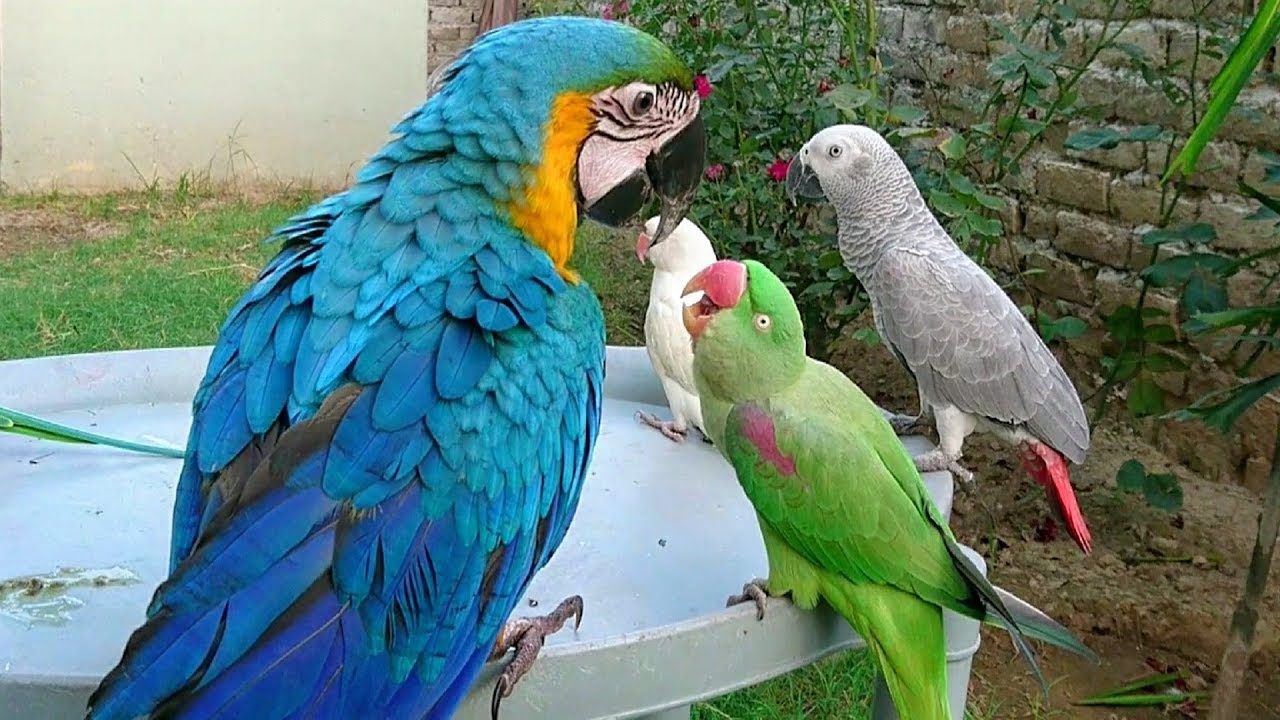 Macaw vs Alexandrine Parrot