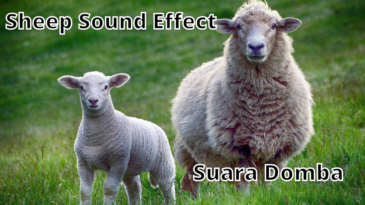 SHEEP SOUND EFFECT SUARA DOMBA SUARA BINATANG