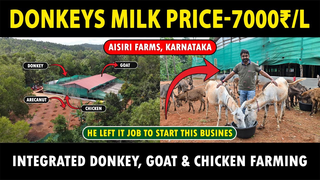 Donkey milk is being sold for Rs 7000 per liter..! Integrated Donkey, Goat and Chicken Farming