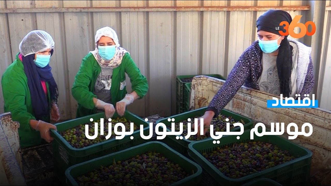 يوم مع نساء يستخلصن زيت الزيتون بوزان