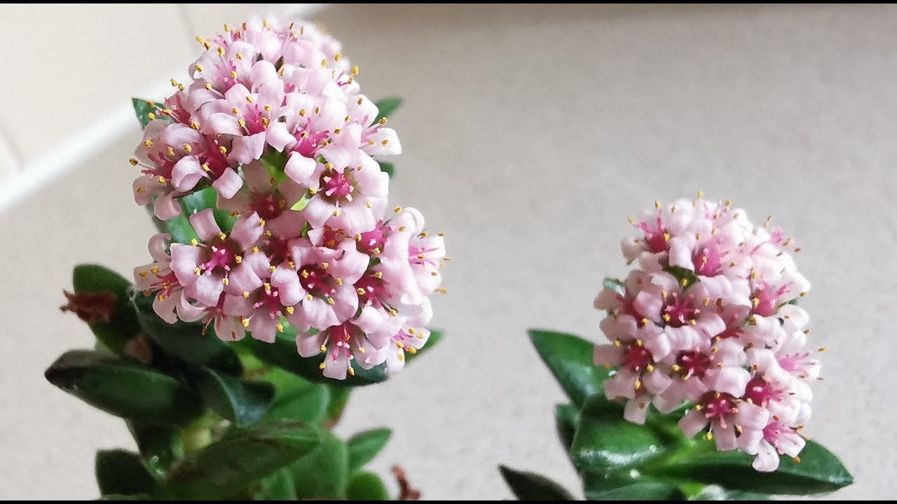 Crassula Springtime, una bellissima e profumata pianta succulenta facile da coltivare in casa