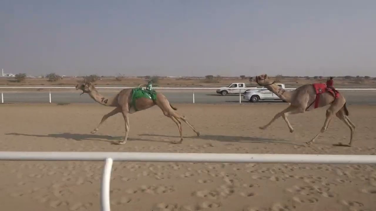 ش4 قعدان حقايق 1447/08/18هـ - 2026/02/06م (مجمل) بدر عليان محفوظ القويعاني