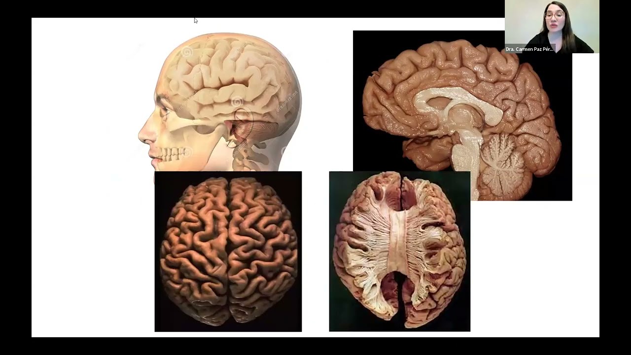 Curso Básico de Epilepsia - Semana 1