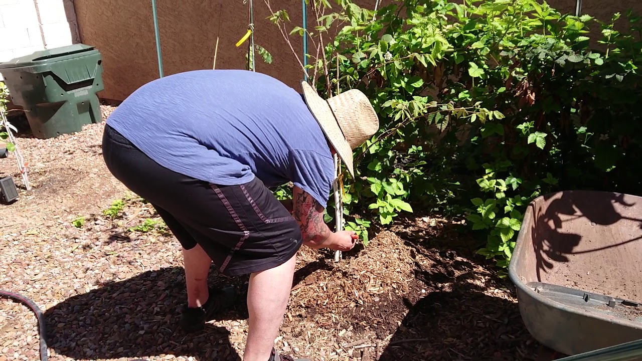 Planting new trees in T's TLC Trees with IV Organic