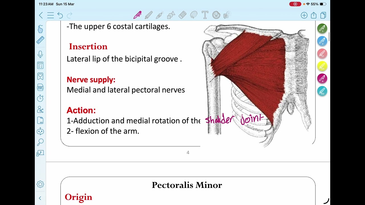 Anatomy lecture  7 week 4