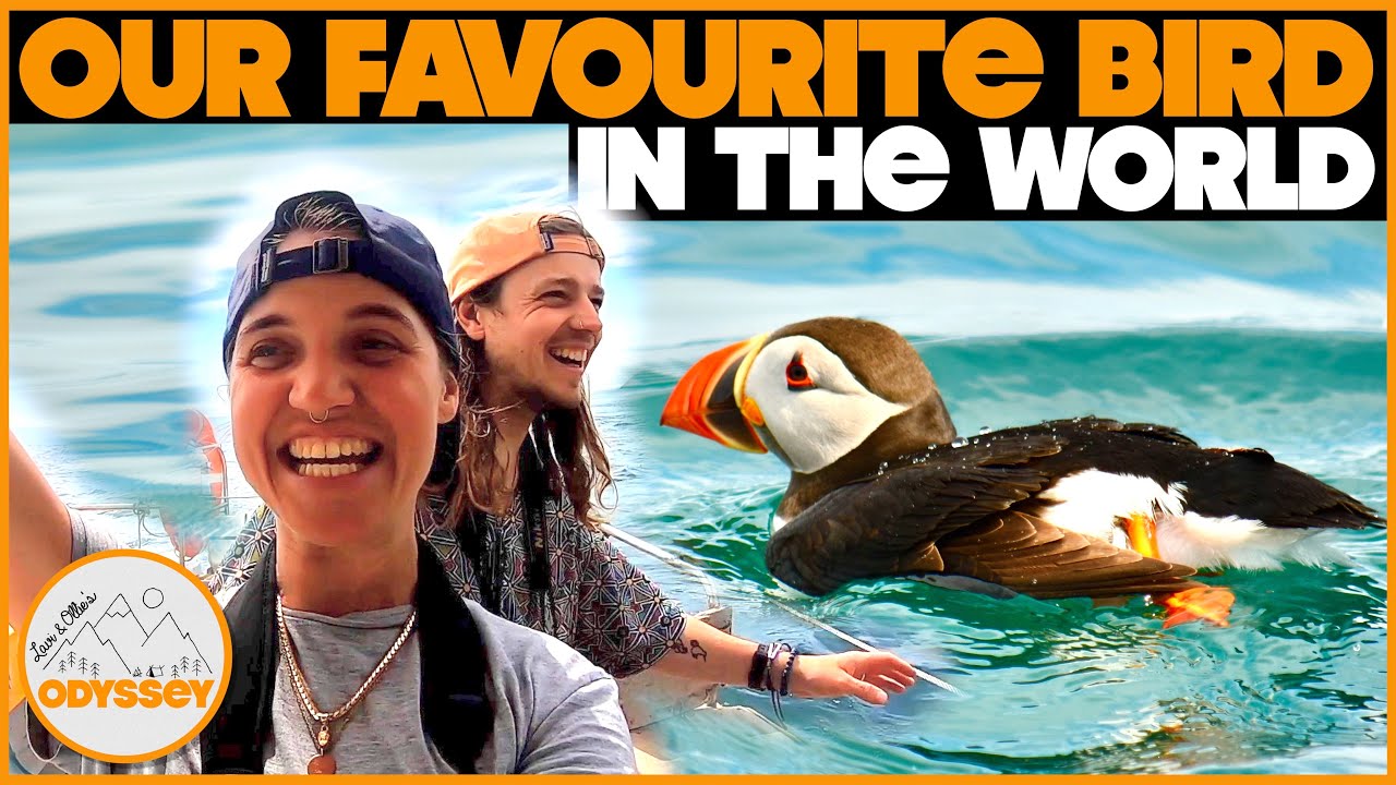 Visiting an Island FULL OF PUFFINS 😍 (Vanlife Wales)