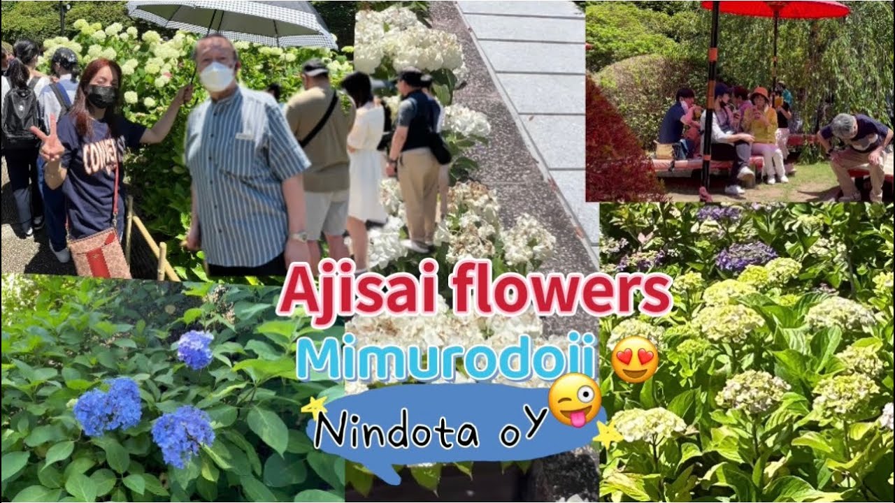 Mimurodoji kyoto ajisai flowers wow! Ganda talaga👍三室戸寺⛩紫陽花寺⛩開花中💐