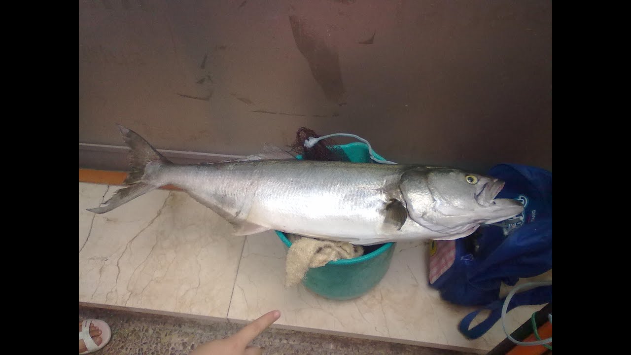 PESCA DE ANJOVAS O LIRIOS POR ALEXPESCATORE