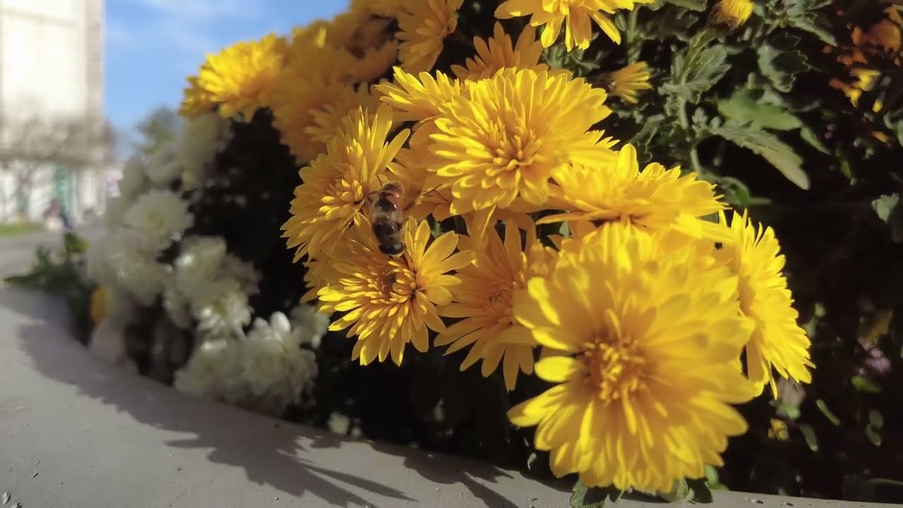 My trip to Bijeljina