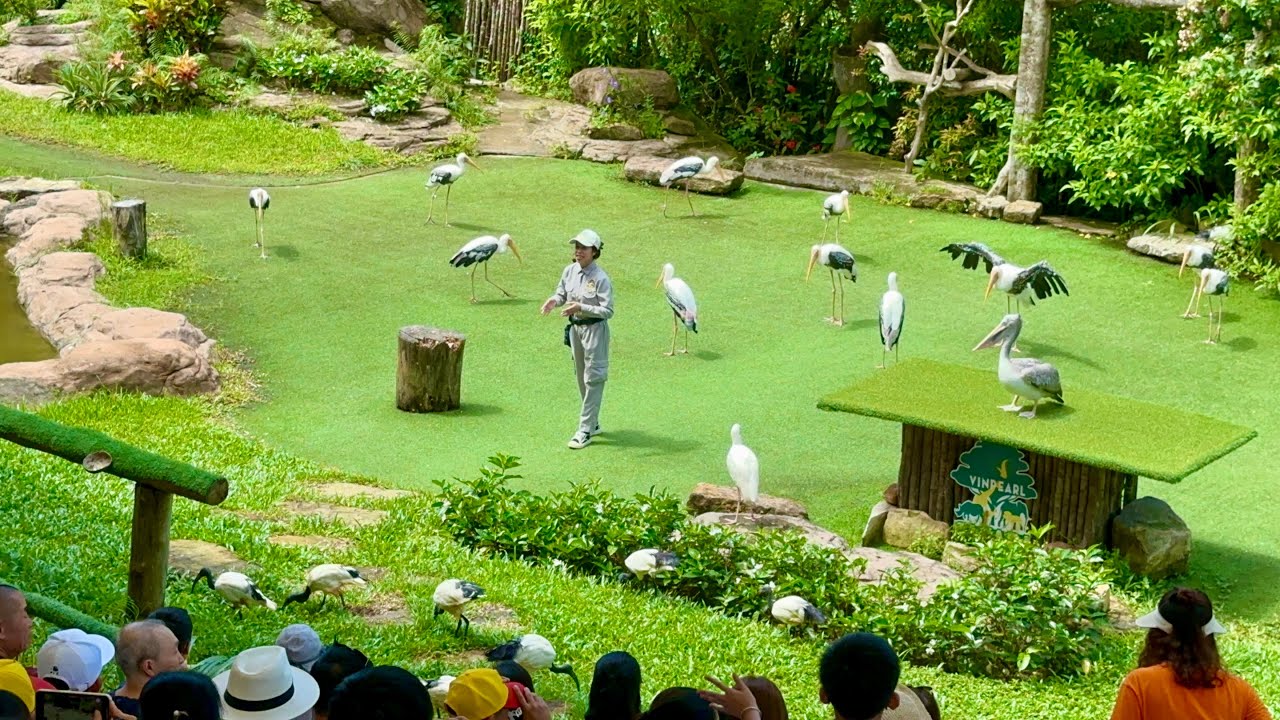 Впечатляющее и привлекательное шоу птиц в Vinpearl Safari Phu Quoc — шоу птиц в Safari Phu Quoc 2023
