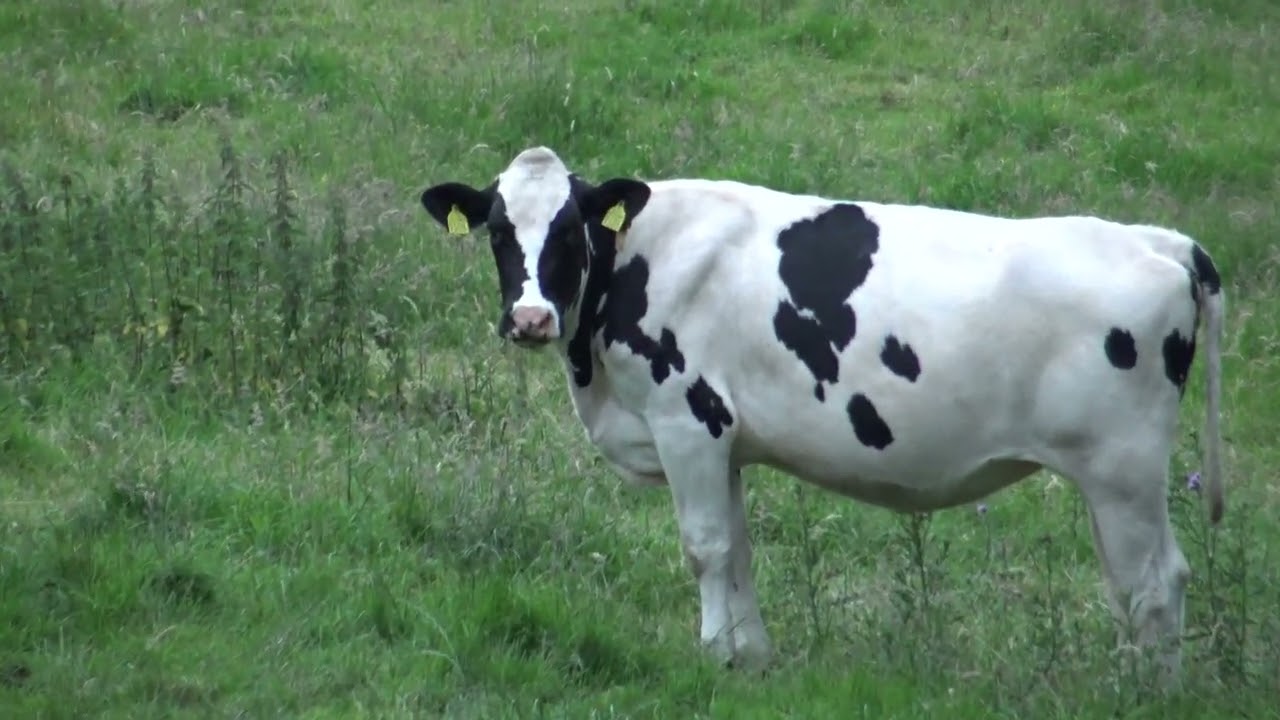 Sony FDR-AX33 4K Handycam3️⃣Video recording test part3️⃣🎦