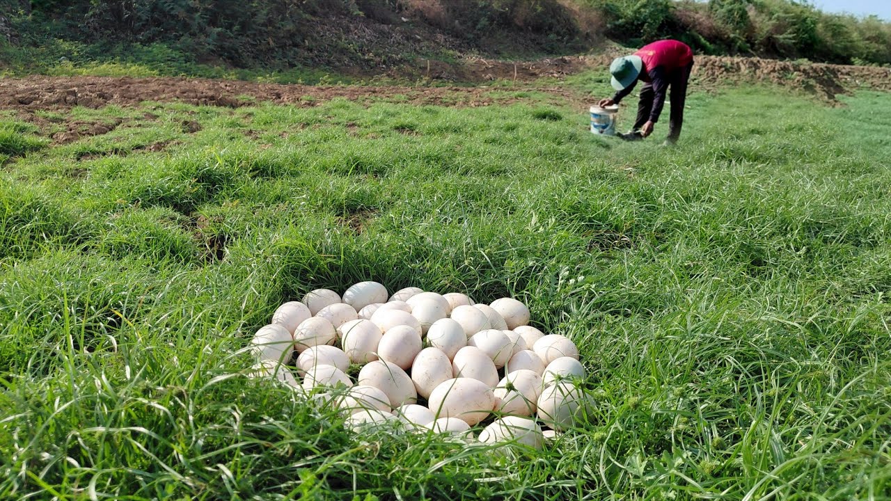OMG Wow unique  -A farmer picks a lot of duck eggs from the grass in the fresh blue water.