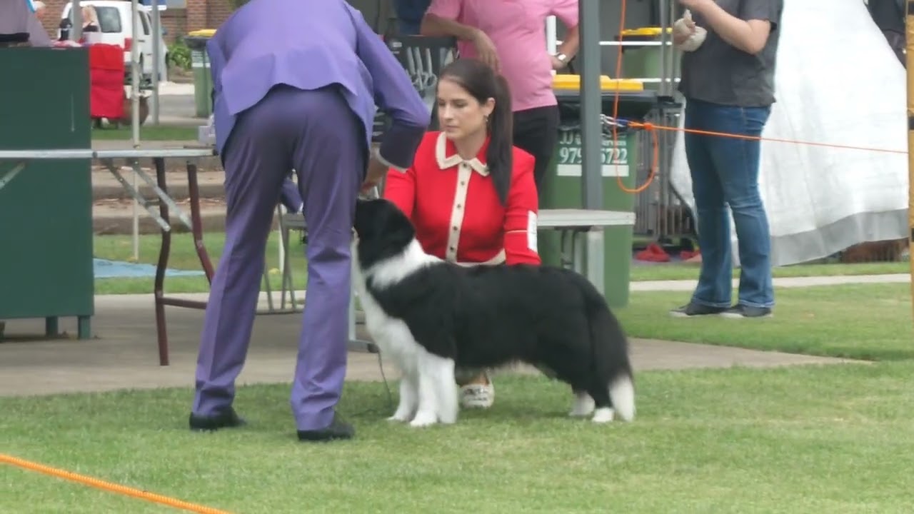 2024 Melbourne Dog Club Show - BEST IN SHOW