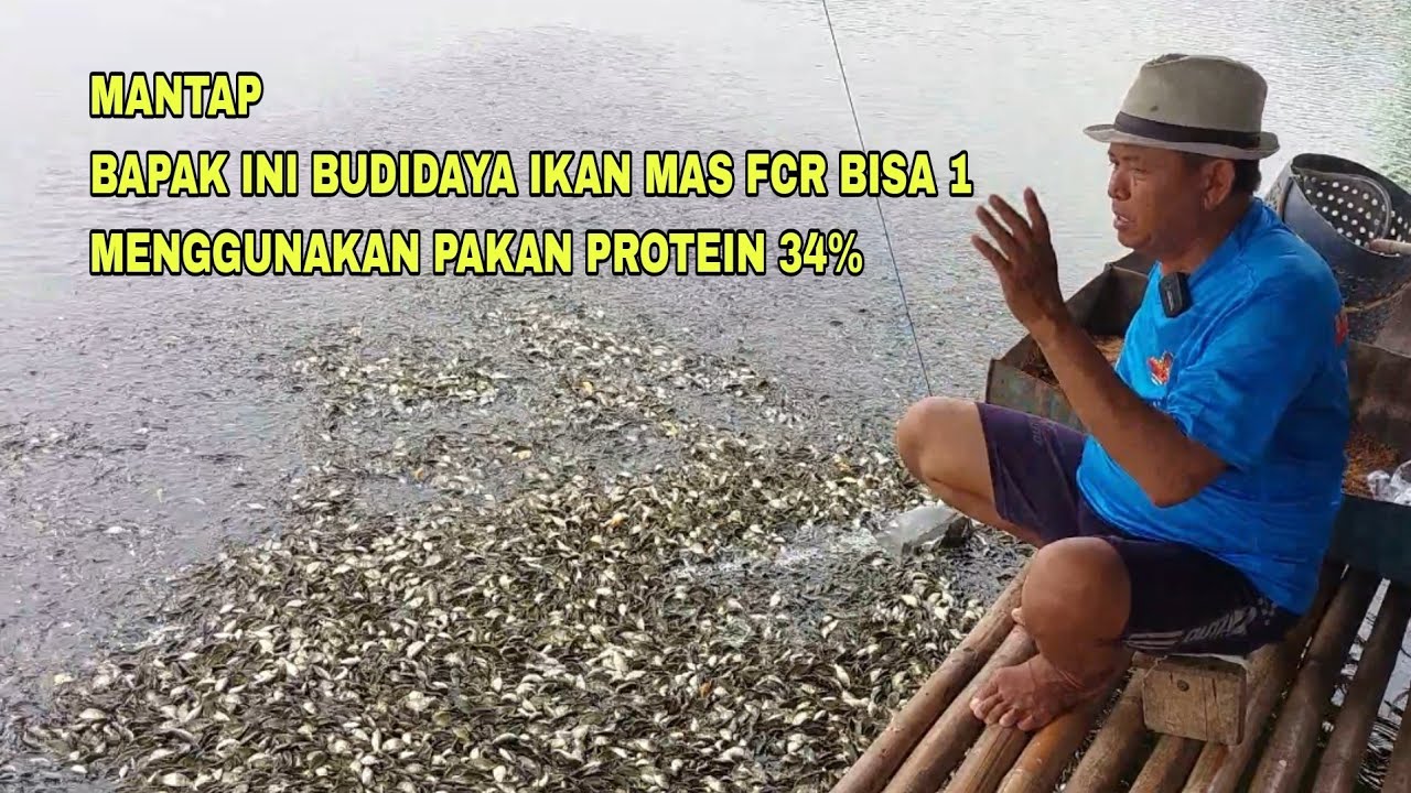 MANTAP, BAPAK INI BUDIDAYA IKAN MAS SEBANYAK 250BIRU EKOR TARGET PANEN SEBANYAK 4TON