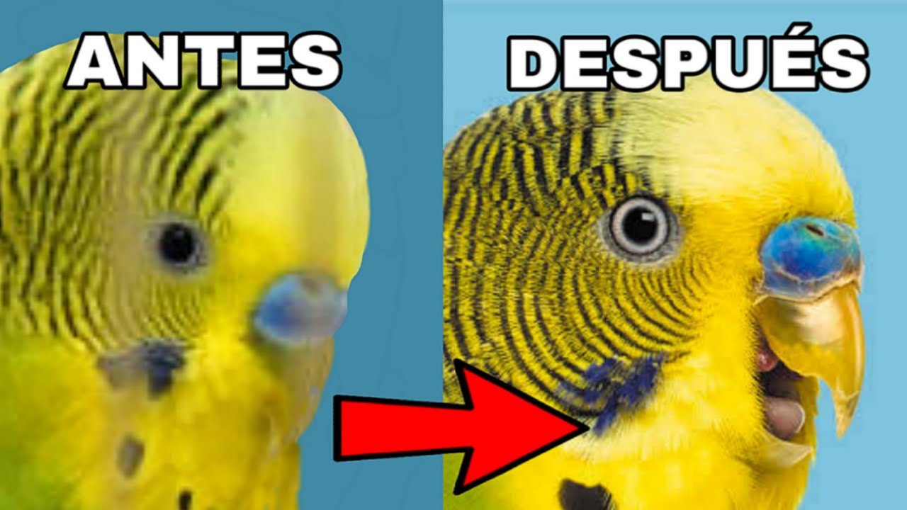 PON ESTE AUDIO A TU PERIQUITO Y SERÁ FELIZ