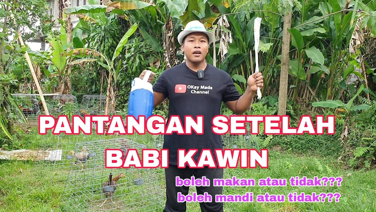 Apakah Babi bisa diMandikan dan diberi makan setelah dikawinkan. Peternakan Babi di Bali