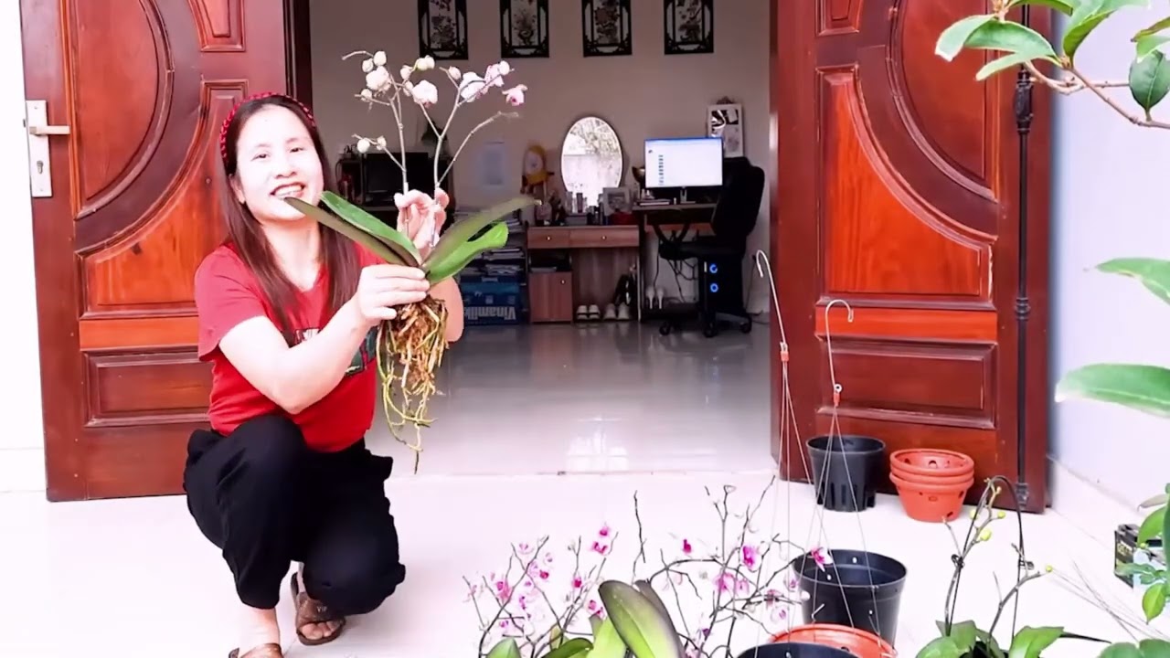 CÁCH TRỒNG LẠI LAN HỒ ĐIỆP SAU TẾT ĐƠN GIẢN NHẤT( BẢN TUA NHANH KHÁI QUÁT)