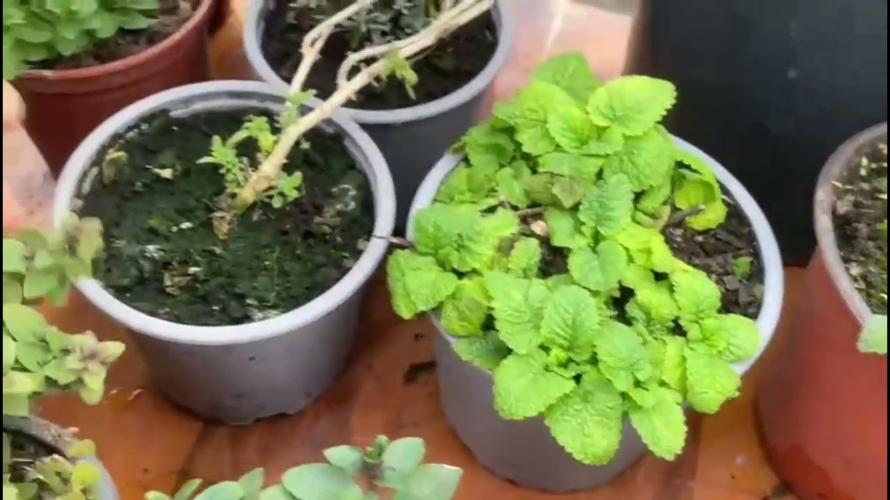 Colectia mea de plante aromatice.