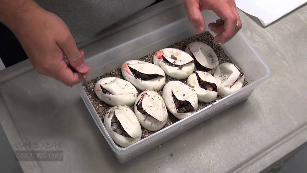 Ball Python Clutch Orange Dream x Lesser!