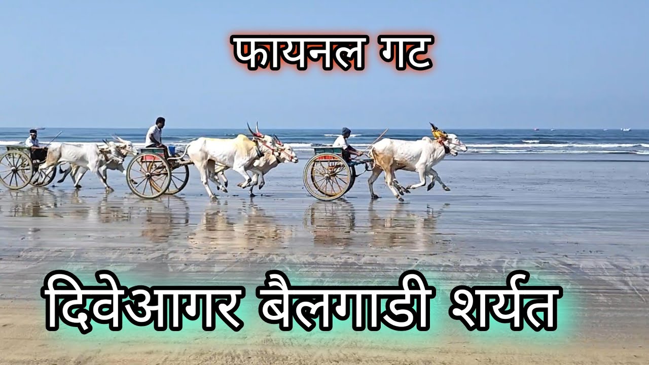// फायनल गट / दिवेआगर बैलगाडी शर्यत / Diveaagar Bailagadi sharyat #Bailagadi_Sharya #बैलगाडी_शर्यत//