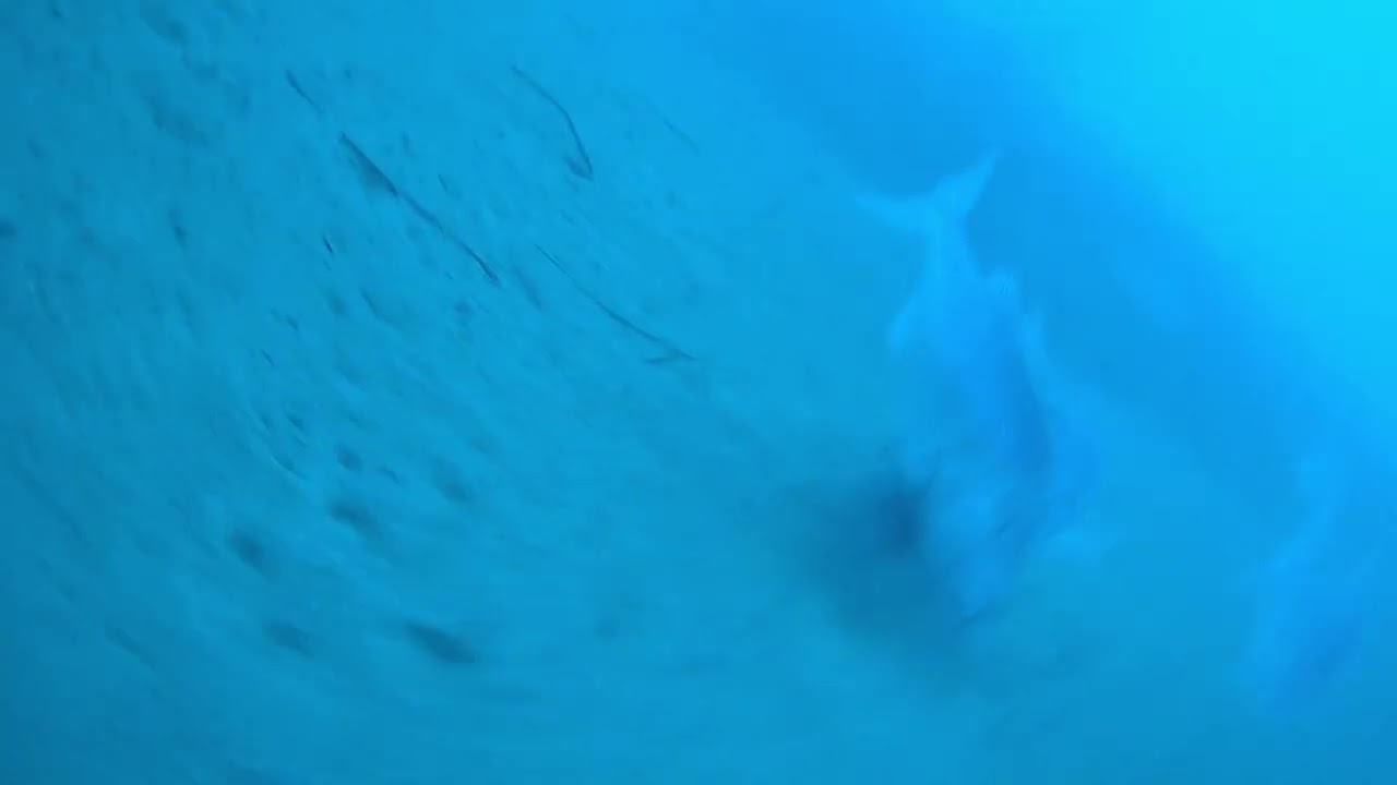 Dentici traina col vivo - water wolf 2.0