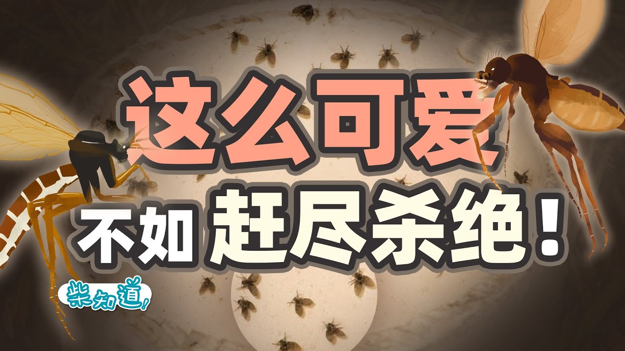 Выявление общих мелких летающих насекомых в семействе! Научите, как их убивать