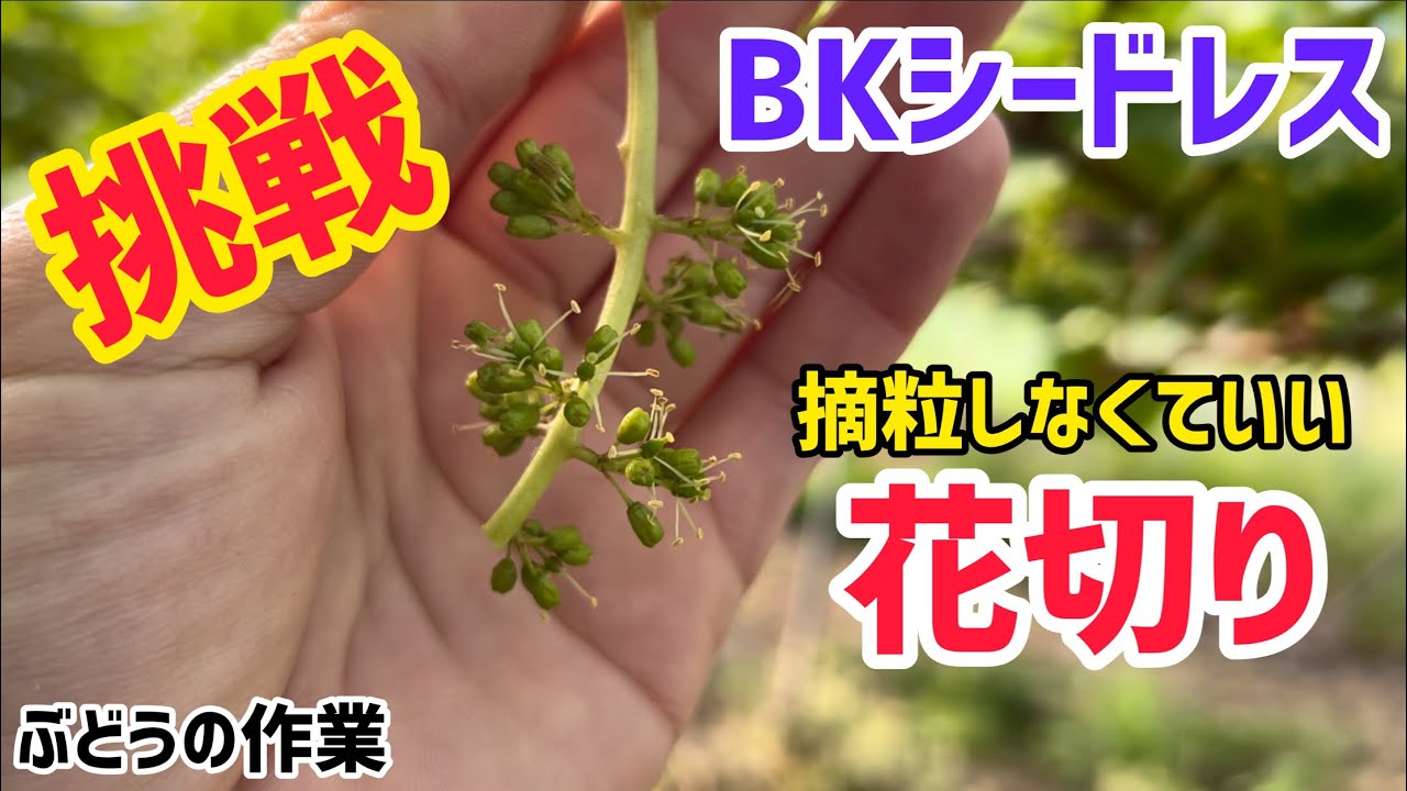 「ぶどうの作業」摘粒しなくていい花切りの方法！BKシードレス！