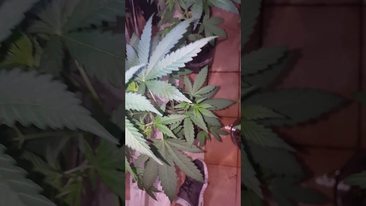 Moby dick y amnecia haze primer cultivo