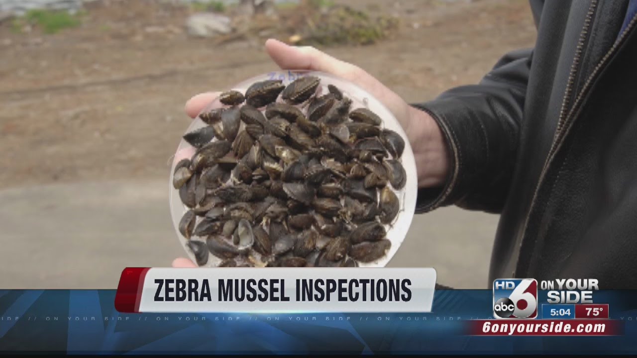 Officials: Boat had invasive species onboard