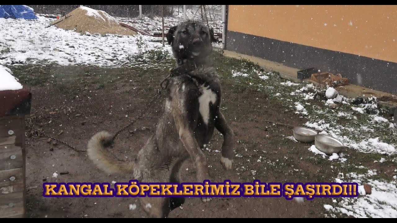 Kangal Köpeklerimiz Nisan Sürprizini Karlar Altında Karşıladı