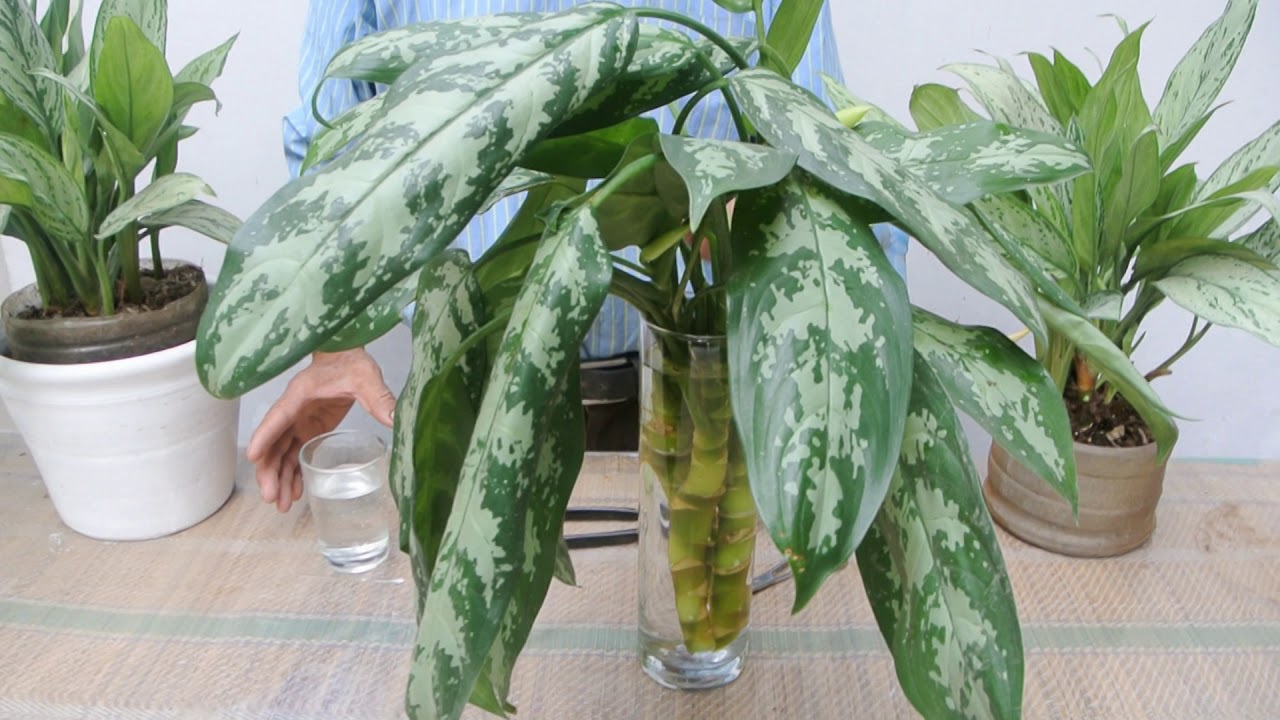 La Aglaonema planta bella,y resistente al interior