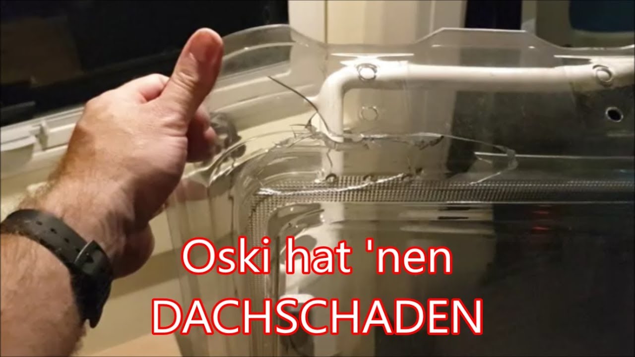 Oski hat 'nen Dachschaden - Clever Runner 636 #38