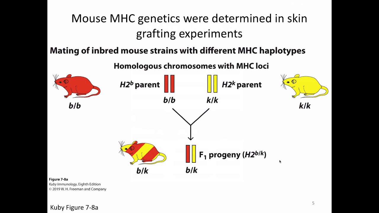 Immunology Lecture 14: MHC Structure and Function