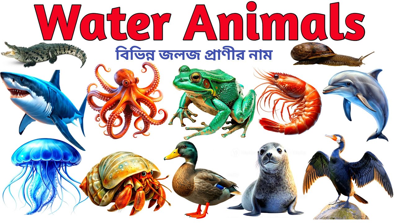 Water Animals | Water Animals name for kids | বিভিন্ন জলজ প্রাণীর নাম বাংলা এবং ইংরেজিতে |
